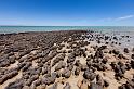 047 Shark Bay, hamelin pool, stromatolites